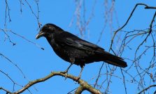 crow-284491_640
